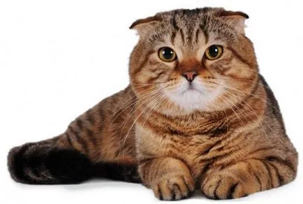 Scottish Fold шотландски Fold