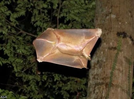 lemuri Flying - Filipine „parașutist“