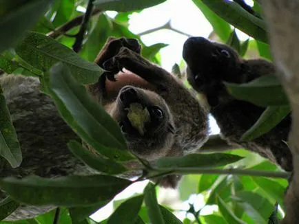 Dermoptera, lemuri zboară sau Caguan