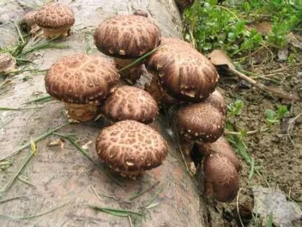 Shiitake hasznos és gyógyító tulajdonságokkal, a káros és hogyan kell főzni