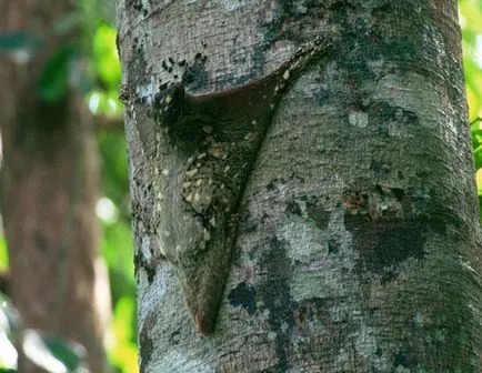 Dermoptera, lemuri zboară sau Caguan