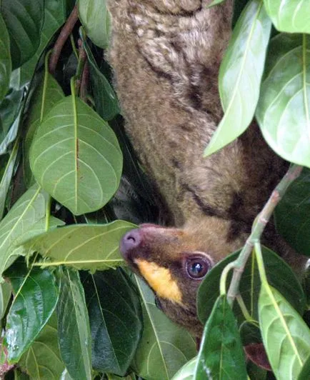 Dermoptera, lemuri zboară sau Caguan