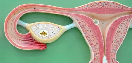 uterin tratament fibromului metode conservatoare și tradiționale multisite