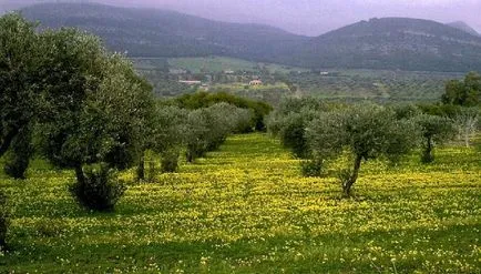 Minerva - zeita intelepciunii si război echitabil