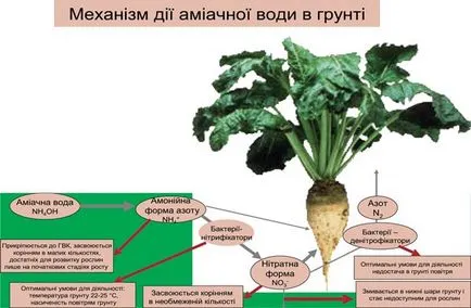 Ásványi táplálkozás növények, gabona webhelyről