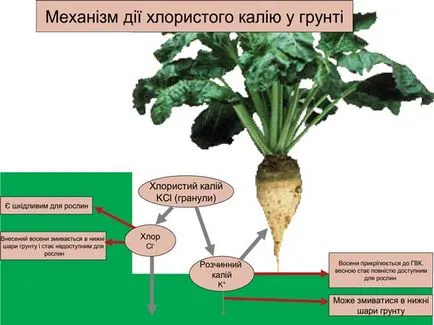 nutriție minerală de plante, Site cereale