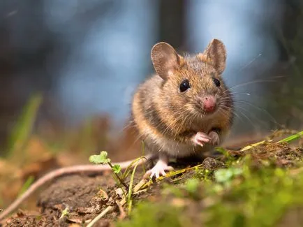 Egerek és nyulak, hogy megszabaduljon tőlük, amely