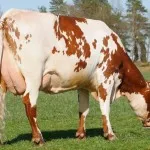 Шведски порода крави описание, характеристики и фото