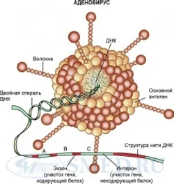 Simptomele și cauzele infecției cu adenovirus la adulți, istoricul medical
