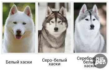 fotografii Husky Siberian culori, opțiuni de descriere