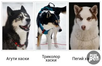 fotografii Husky Siberian culori, opțiuni de descriere