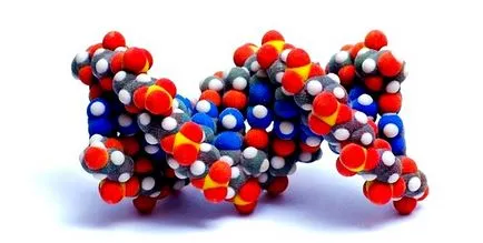 Sinteza proteinelor în organism