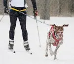 Skijöring és a kutya