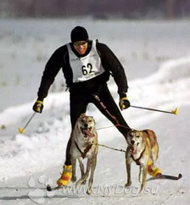 Skijoring с кучета, сайт за кучета