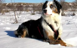 Skijoring с кучета - описание на спорта