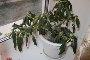 frunze răsucite de balsamului - Plante Magic