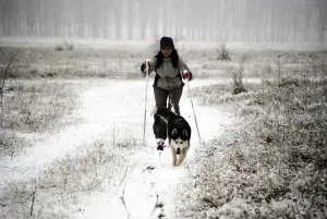 Skijoring с кучета - описание на спорта