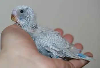 Mennyit és néz ki, mint a csibék budgies