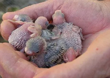 Cât de mult si arata ca pui budgies