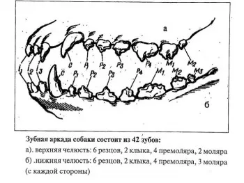 Колко зъби кучето