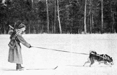 Skijöring és a kutya