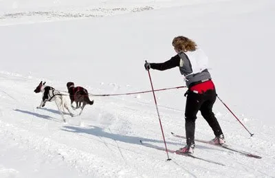 Skijöring és a kutya