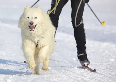 Skijöring és a kutya