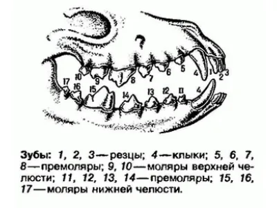 Колко зъби кучето