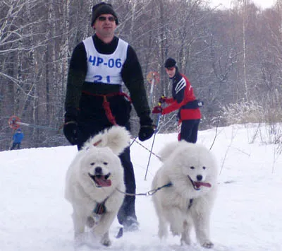 Skijoring - Спорт с кучета
