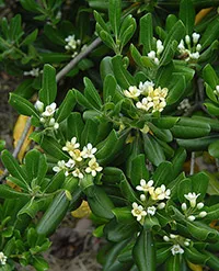 Pittosporum (pittosporum) karbantartás és a reprodukció