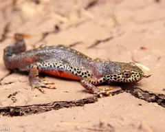 Tartalom axolotl fogságban szaporítás etetés ellátás axolotl betegség tenyésztési viselkedés