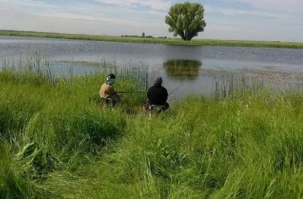 Küzdeni pontyfajokat a készülék és a kiválasztási szabályok