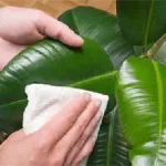 Spathiphyllum цвете, носейки щастие в къщата