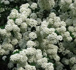 Spirea vangutta засаждане, грижи и снимка, за възпроизвеждане и размножаване сортове, торове и торене