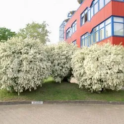 Spirea vangutta засаждане, грижи и снимка, за възпроизвеждане и размножаване сортове, торове и торене