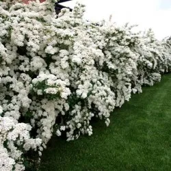 plantare vangutta Spirea, îngrijire și foto, reproducere și de reproducere soiuri, îngrășăminte și fertilizarea