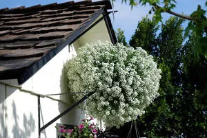 Crearea gradina de flori balcon numit după flori pentru cutii de balcon, metodele de cultivare și îngrijire