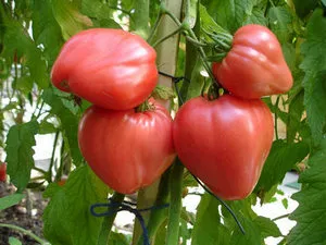 Varietatea de tomate - miracolul pământului