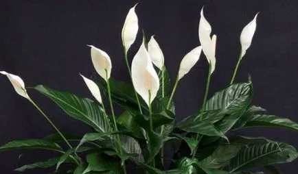 Spathiphyllum - жени цвете на любовта, щастието блог!