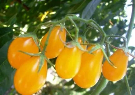 Растителни сортове за оранжерии - домати, краставици, чушки, репички, патладжан