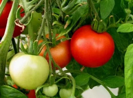 Zöldségfajtákról az üvegházak - paradicsom, uborka, paprika, retek, padlizsán
