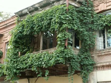 Crearea gradina de flori balcon numit după flori pentru cutii de balcon, metodele de cultivare și îngrijire