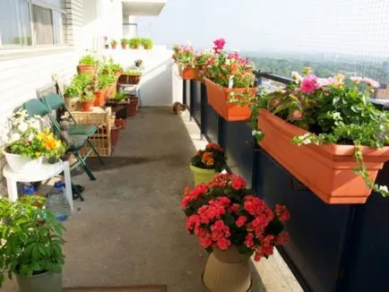 Crearea gradina de flori balcon numit după flori pentru cutii de balcon, metodele de cultivare și îngrijire