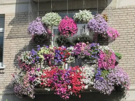 Crearea gradina de flori balcon numit după flori pentru cutii de balcon, metodele de cultivare și îngrijire