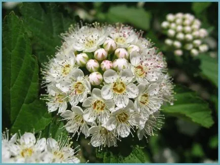 plantare vangutta Spirea, îngrijire și foto, reproducere și de reproducere soiuri, îngrășăminte și fertilizarea