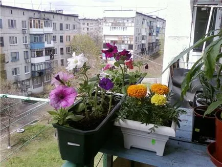 Crearea gradina de flori balcon numit după flori pentru cutii de balcon, metodele de cultivare și îngrijire