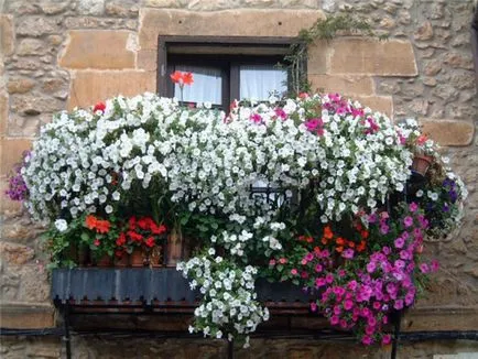 Crearea gradina de flori balcon numit după flori pentru cutii de balcon, metodele de cultivare și îngrijire