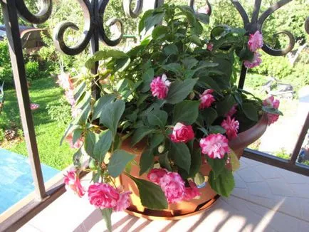 Crearea gradina de flori balcon numit după flori pentru cutii de balcon, metodele de cultivare și îngrijire