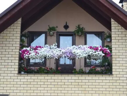 Crearea gradina de flori balcon numit după flori pentru cutii de balcon, metodele de cultivare și îngrijire