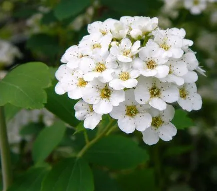 Spirea vangutta засаждане, грижи и снимка, за възпроизвеждане и размножаване сортове, торове и торене